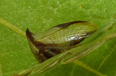 Ceresa ustulata