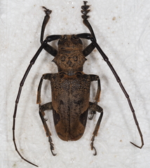 Phryneta leprosa