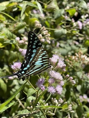 Graphium policenes