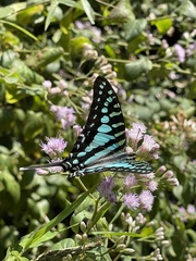 Graphium policenes