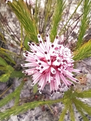 Sorocephalus scabridus
