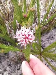 Sorocephalus scabridus