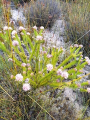 Sorocephalus scabridus