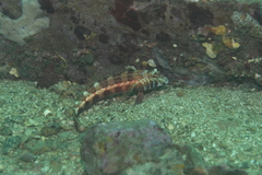 Parapercis maculata