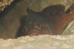 Epinephelus trimaculatus