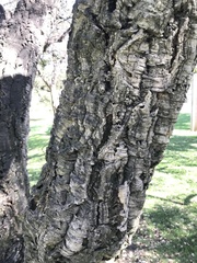 Quercus suber