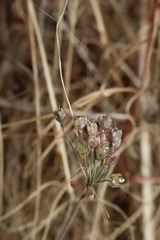 Allium tardans