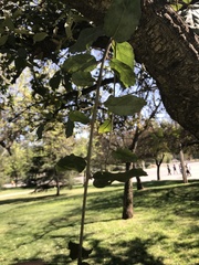Quercus suber
