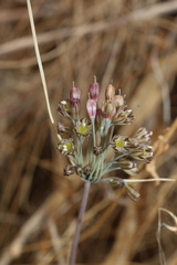 Allium tardans