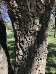 Quercus suber