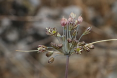 Allium tardans