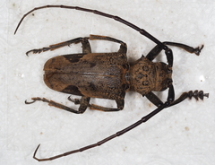 Phryneta leprosa