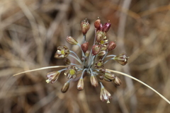 Allium tardans