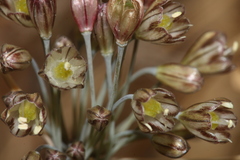 Allium tardans