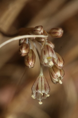 Allium tardans