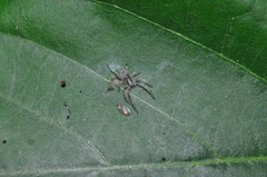 Anyphaenidae