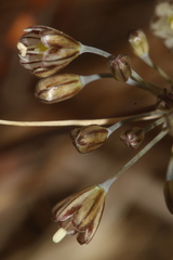 Allium tardans