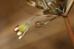 Allium tardans