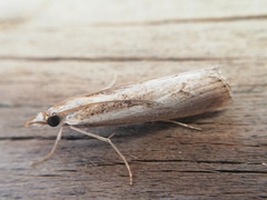 Agriphila trabeatellus