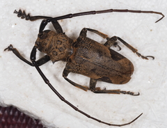 Phryneta leprosa