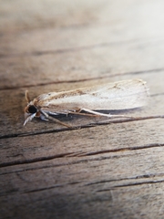 Agriphila trabeatellus