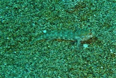 Vanneaugobius canariensis