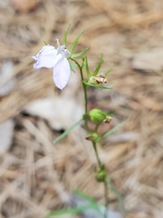 Lobelia canbyi