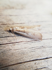 Agriphila trabeatellus