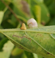 Celticecis pyriformis