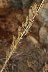 Ornithogalum narbonense