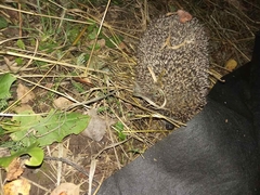 Erinaceus roumanicus