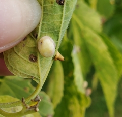 Celticecis pyriformis