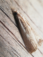 Agriphila trabeatellus