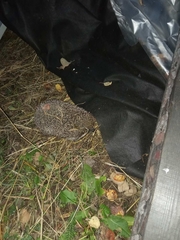 Erinaceus roumanicus