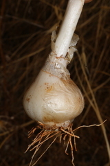 Ornithogalum narbonense