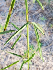 Desmodium strictum