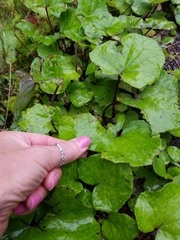 Farfugium japonicum