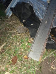 Erinaceus roumanicus