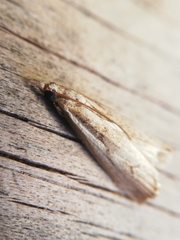 Agriphila trabeatellus