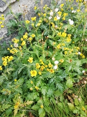 Senecio squalidus rupestris