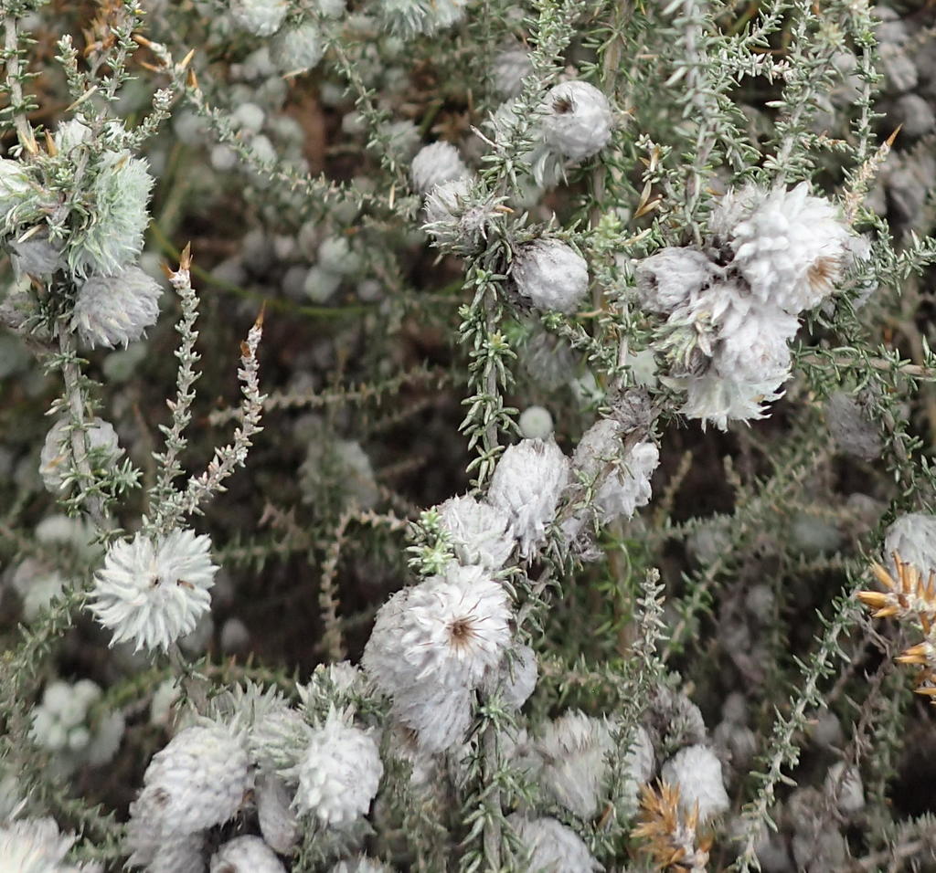 Slangbush Gall Midge