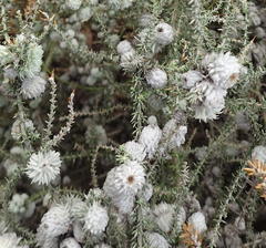 Schizomyia scheppigi