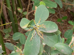 Daphnopsis racemosa