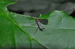 Cerambycidae