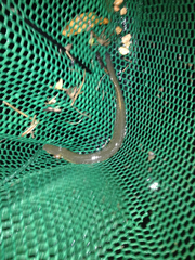 Siren intermedia