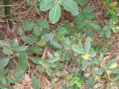 Daphnopsis racemosa