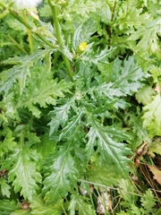 Senecio squalidus rupestris