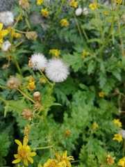 Senecio squalidus rupestris