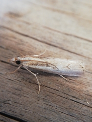 Agriphila trabeatellus