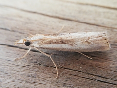 Agriphila trabeatellus